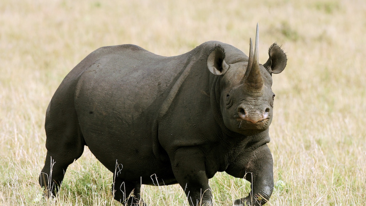 231 носорога са убити от бракониери в РЮА през първата половина на годината