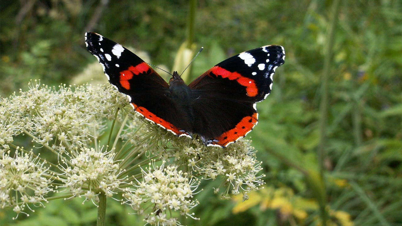 Климатичните промени принудиха мигрираща пеперуда да остане във Великобритания