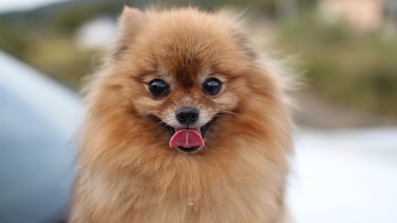На ГКПП Капъкуле, окръг Одрин, се открити 22 кучета порода