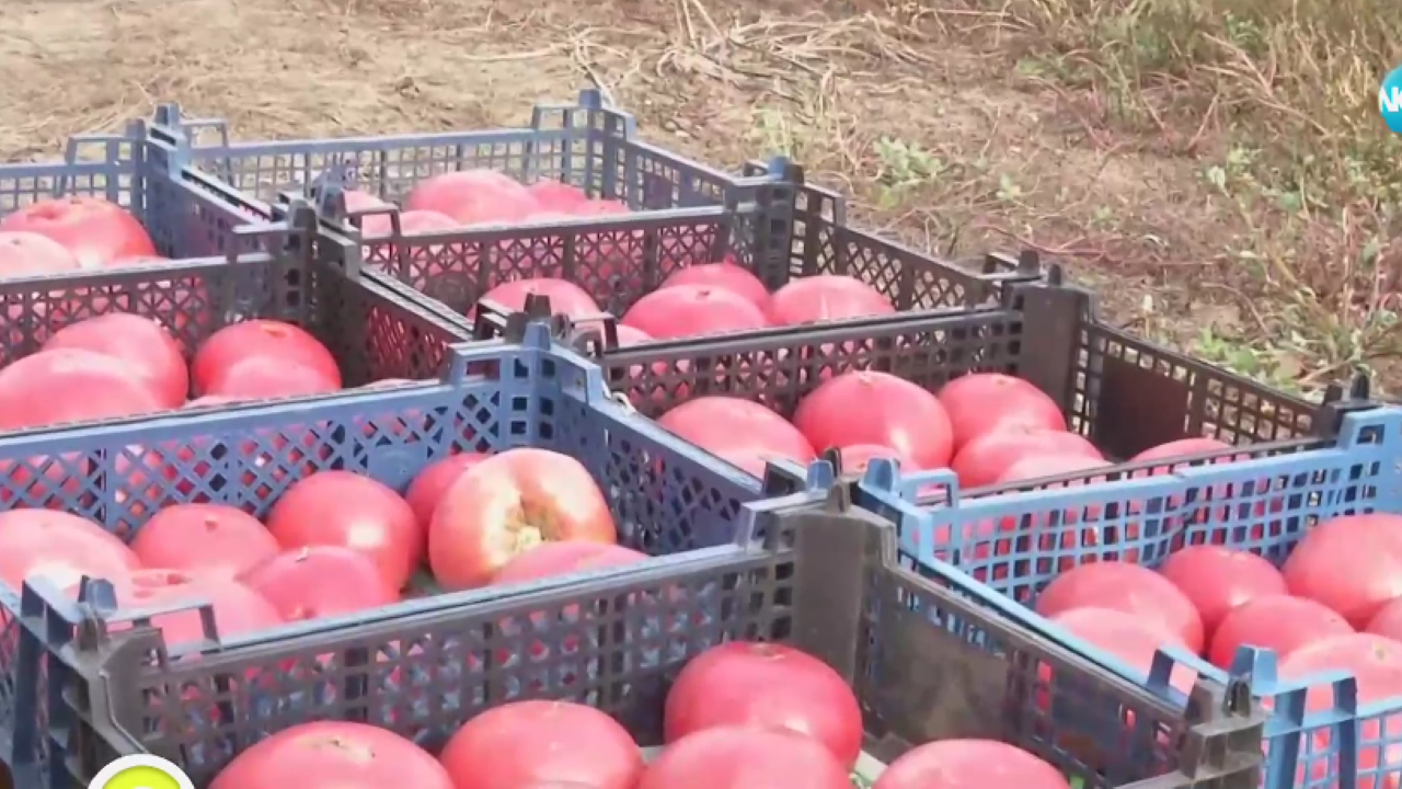 Изчезва ли розовият домат заради климатичните промени