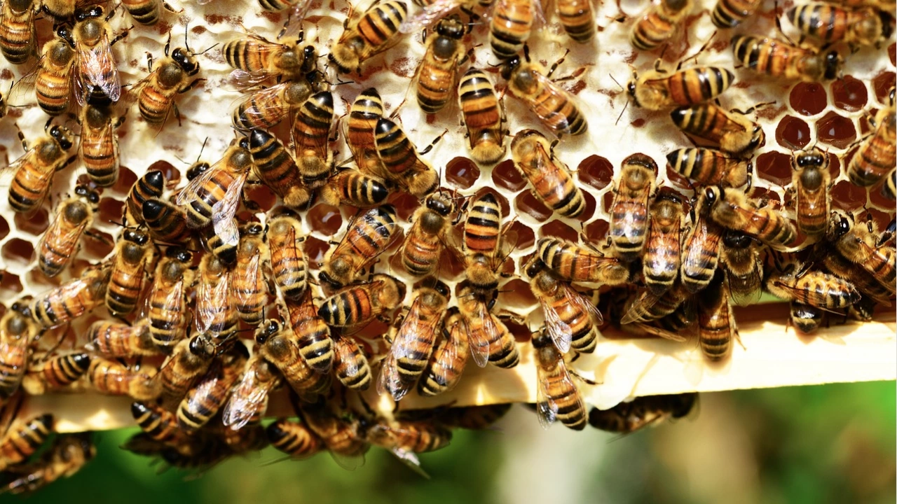 Първите пчели са се появили на древен суперконтинент преди повече