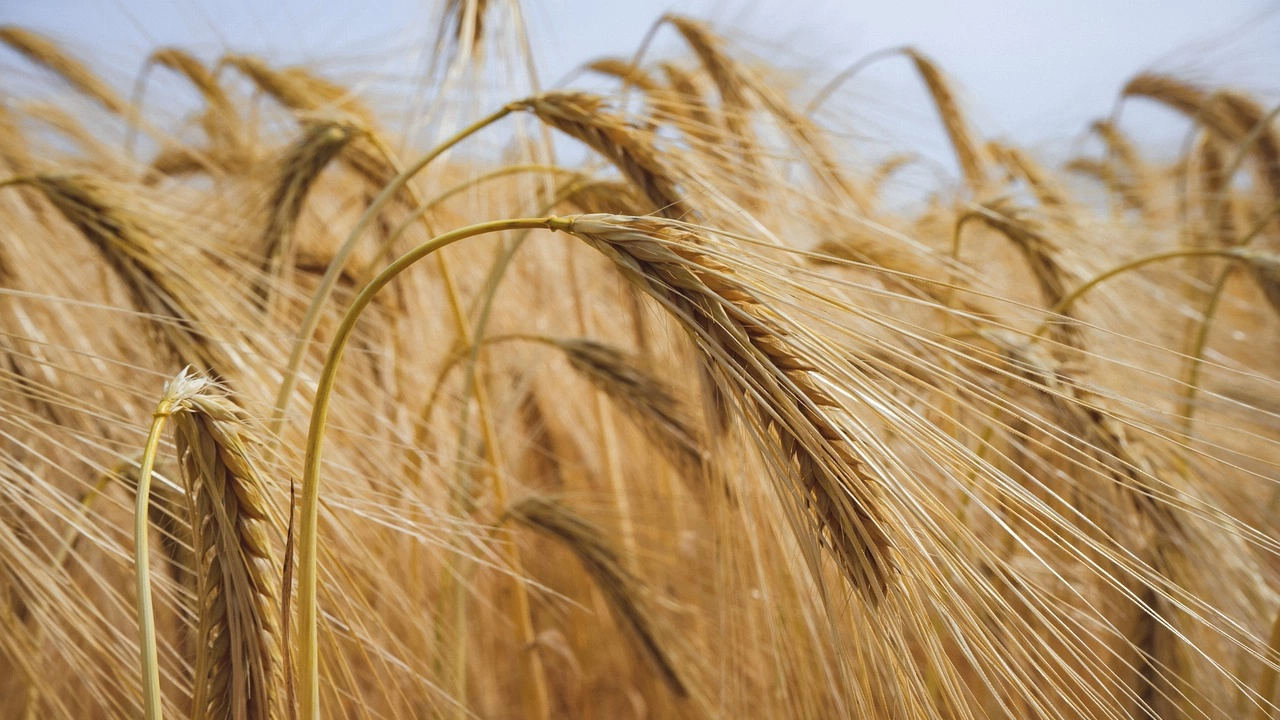 Пшеницата поскъпва с близо 5 в началото на днешната търговия