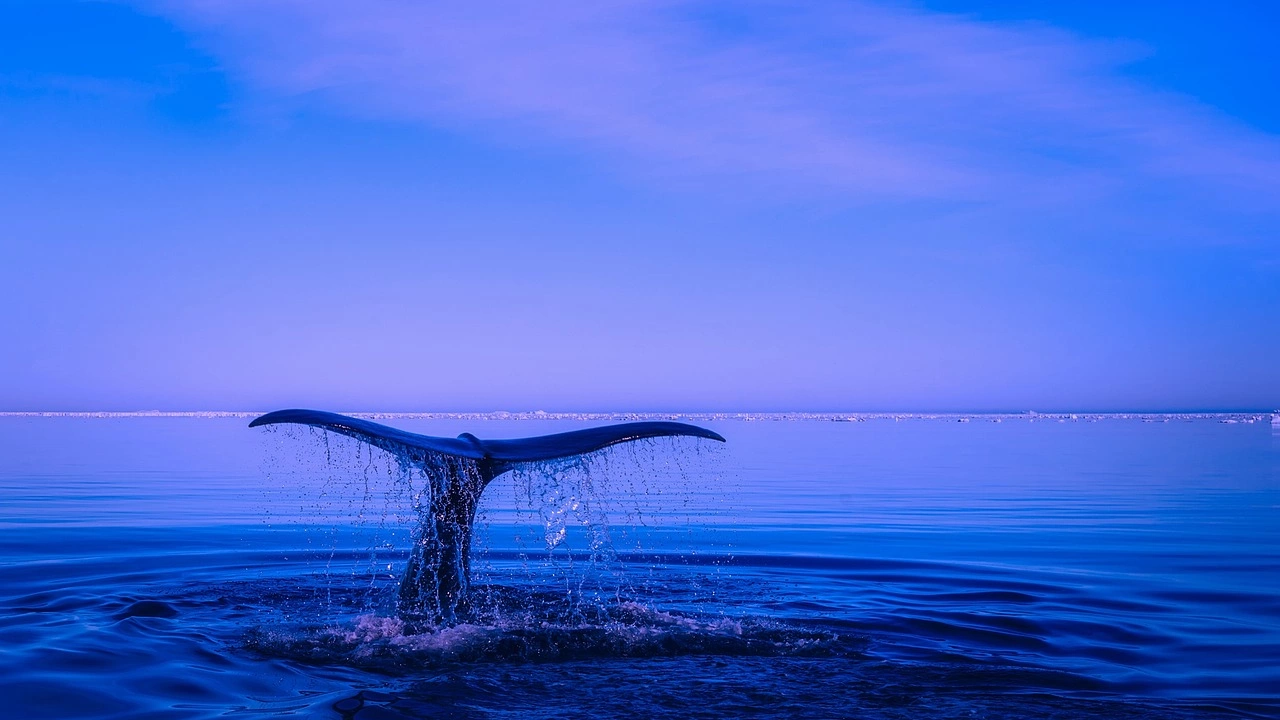 Предшественик на синия кит вероятно е бил най тежкото животно на