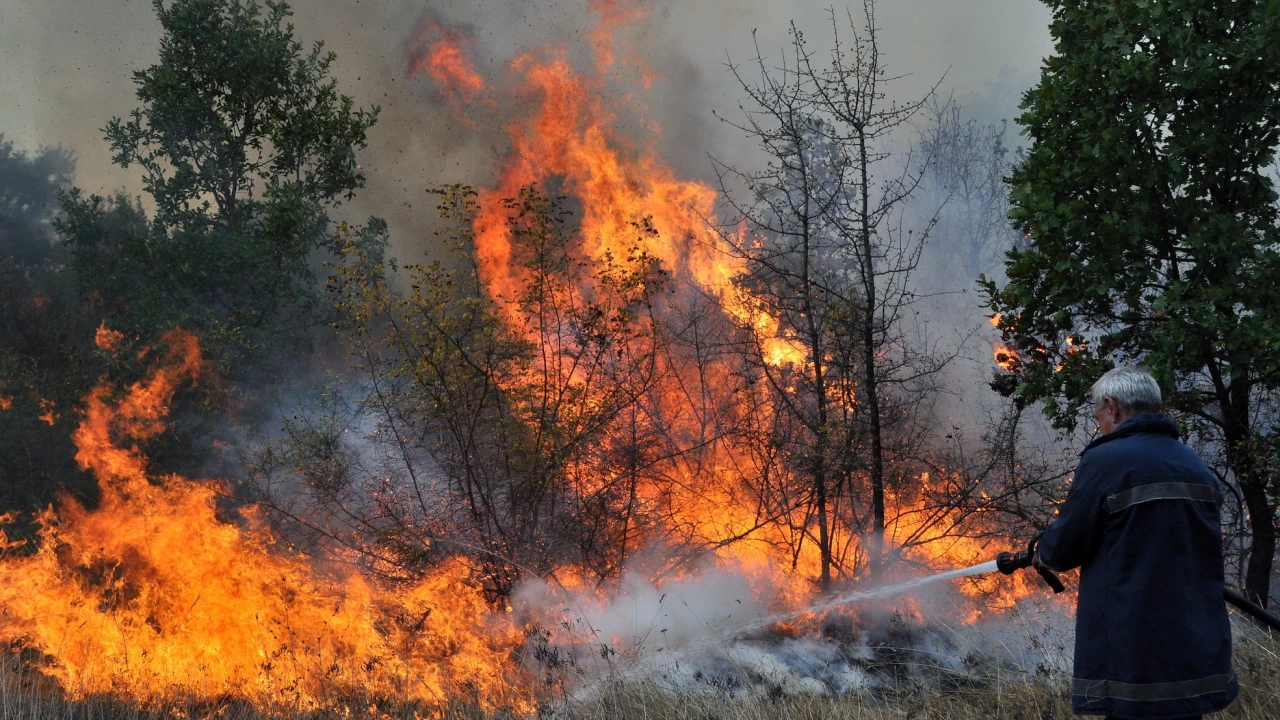 Пожар в лек автомобил се е прехвърлил върху иглолистна гора