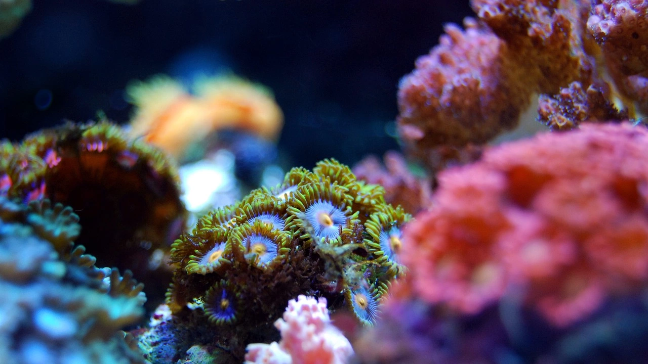 Учени с нов проект за възстановяване на кораловите рифове отвъд