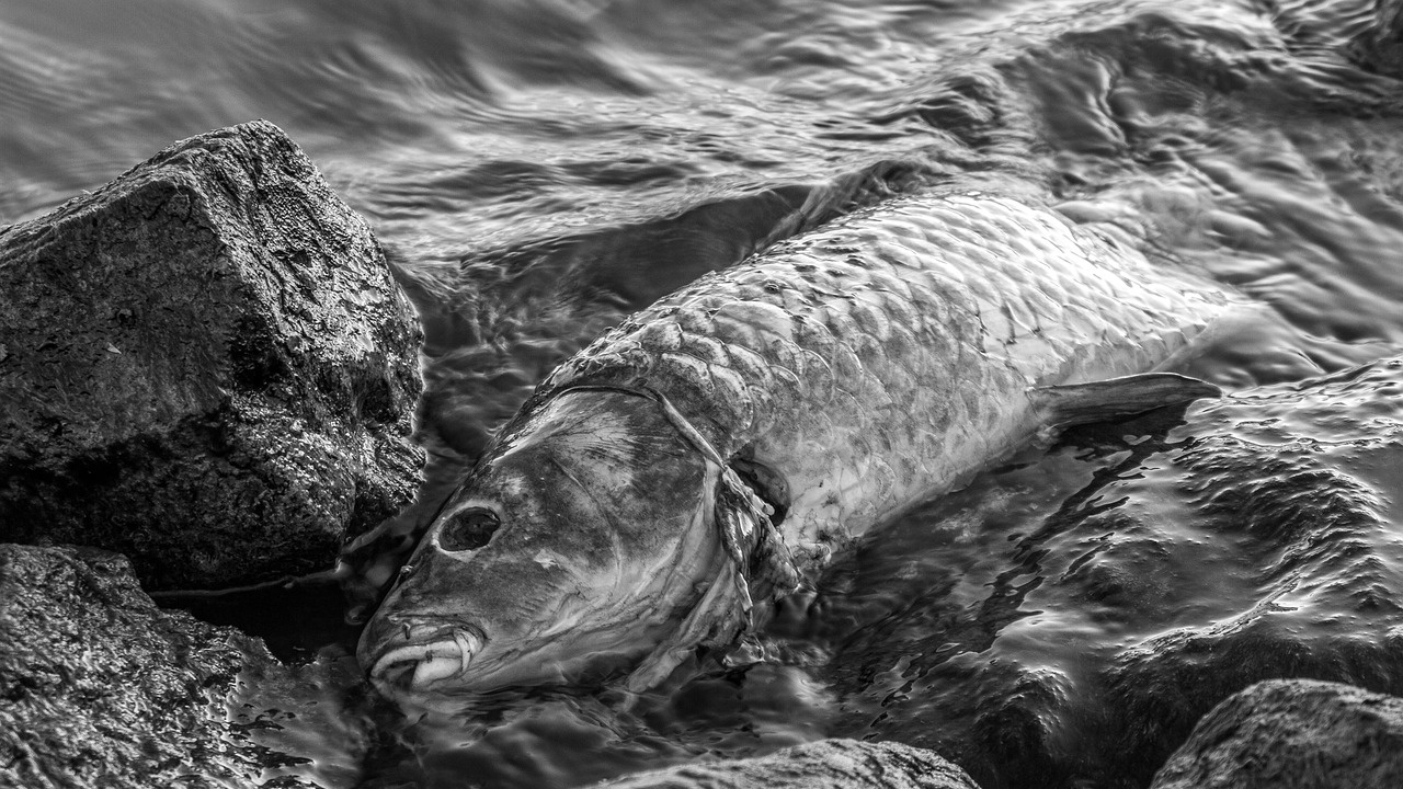 Мъртва риба изплува във Варненското езеро