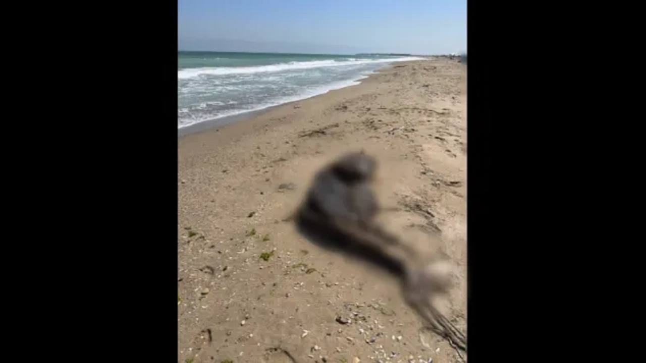 Мъртъв делфин от защитен вид стои с дни на плаж край Дуранкулак