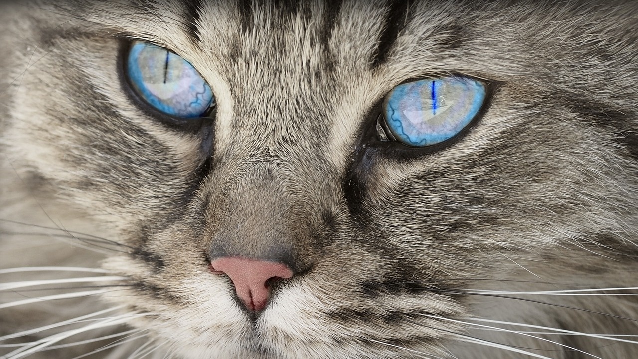 Животни почитани като богове: 8 август е Международен ден на котката