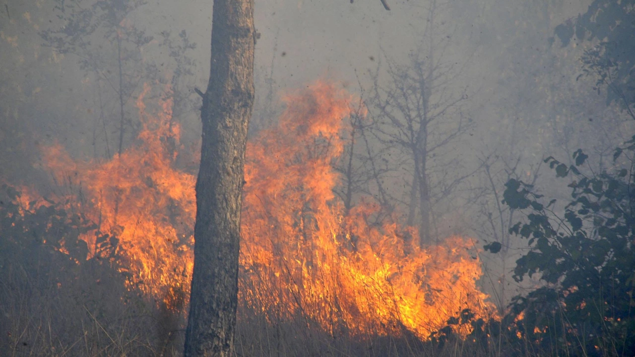 Пожар гори на територията на военния полигон в старозагорското село