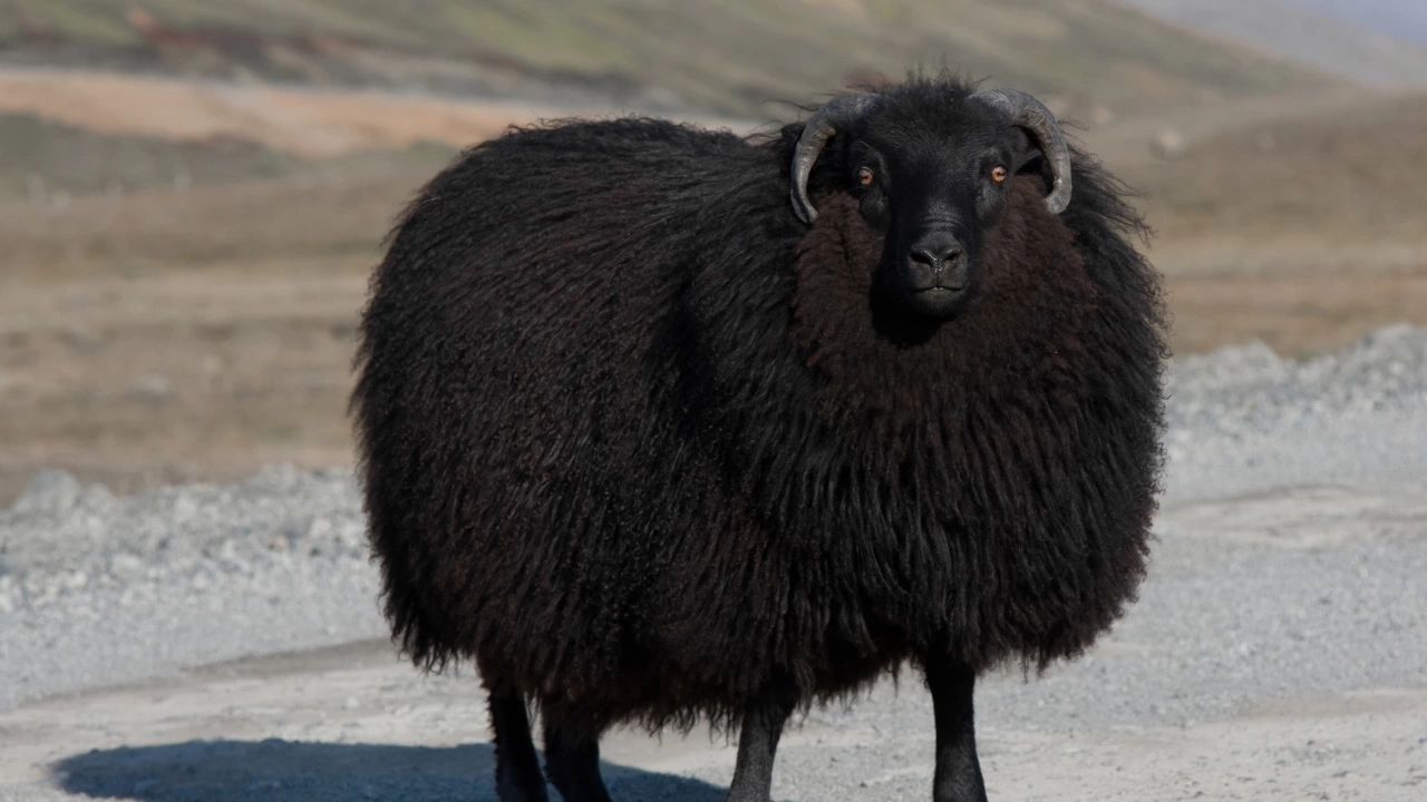 Стадо с 500 овце от почти изчезналата порода каракачанска овца