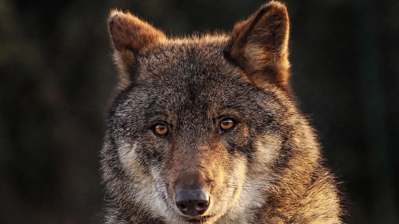 Разрешиха лова на вълци в Чехия но при определени условия