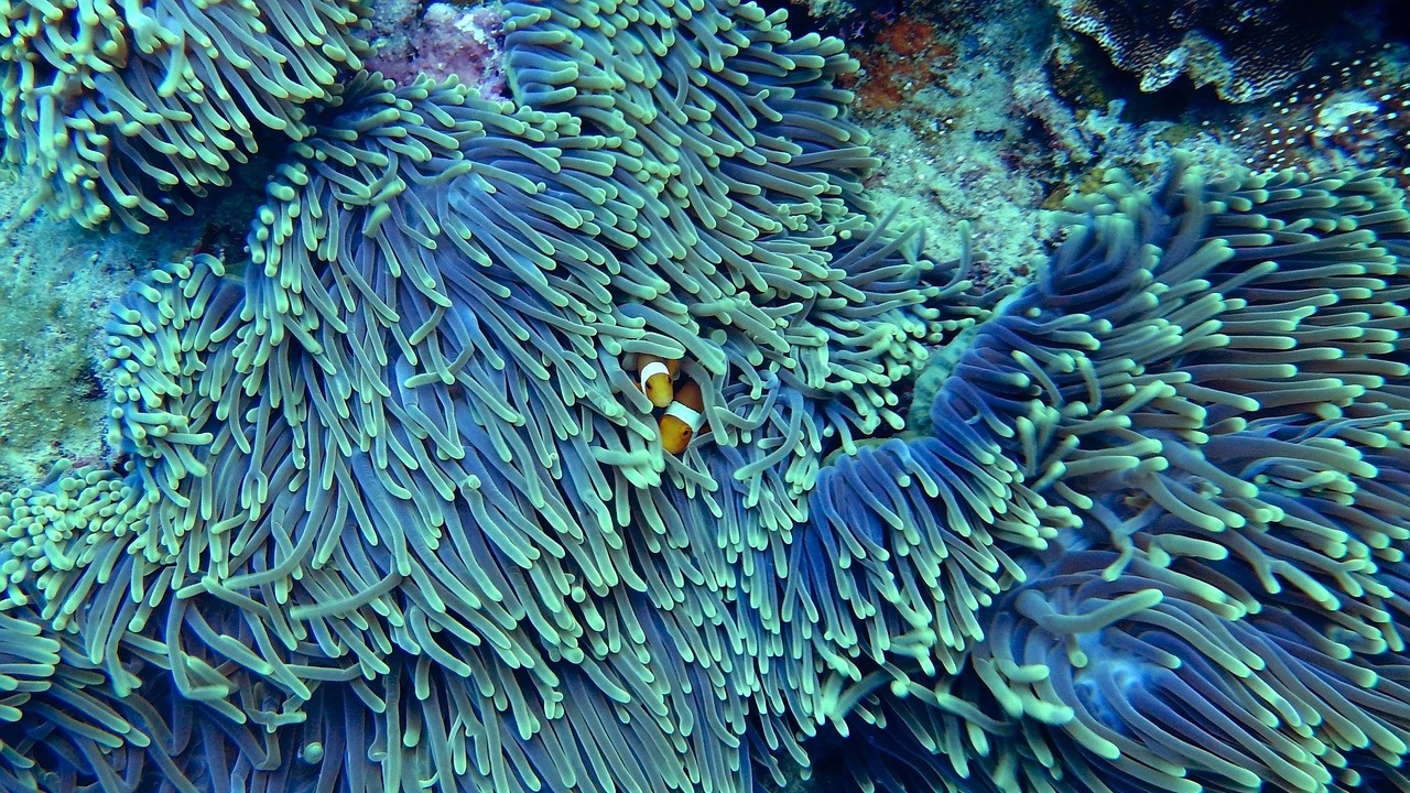 Повишената океанска температурата води до безпрецедентно избелване на кораловия риф във Флорида