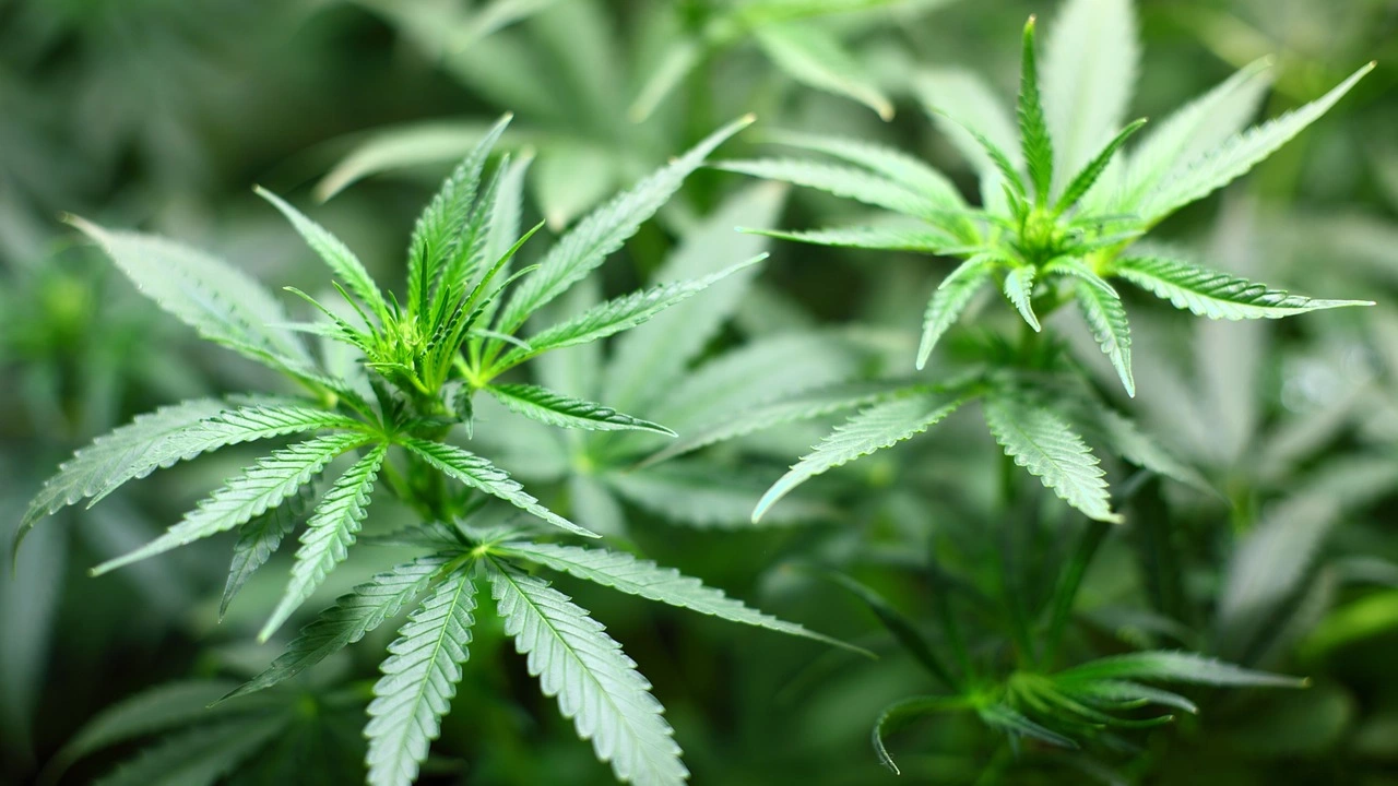 16 годишен младеж от горнооряховското село Първомайци отглеждал градина с марихуана
