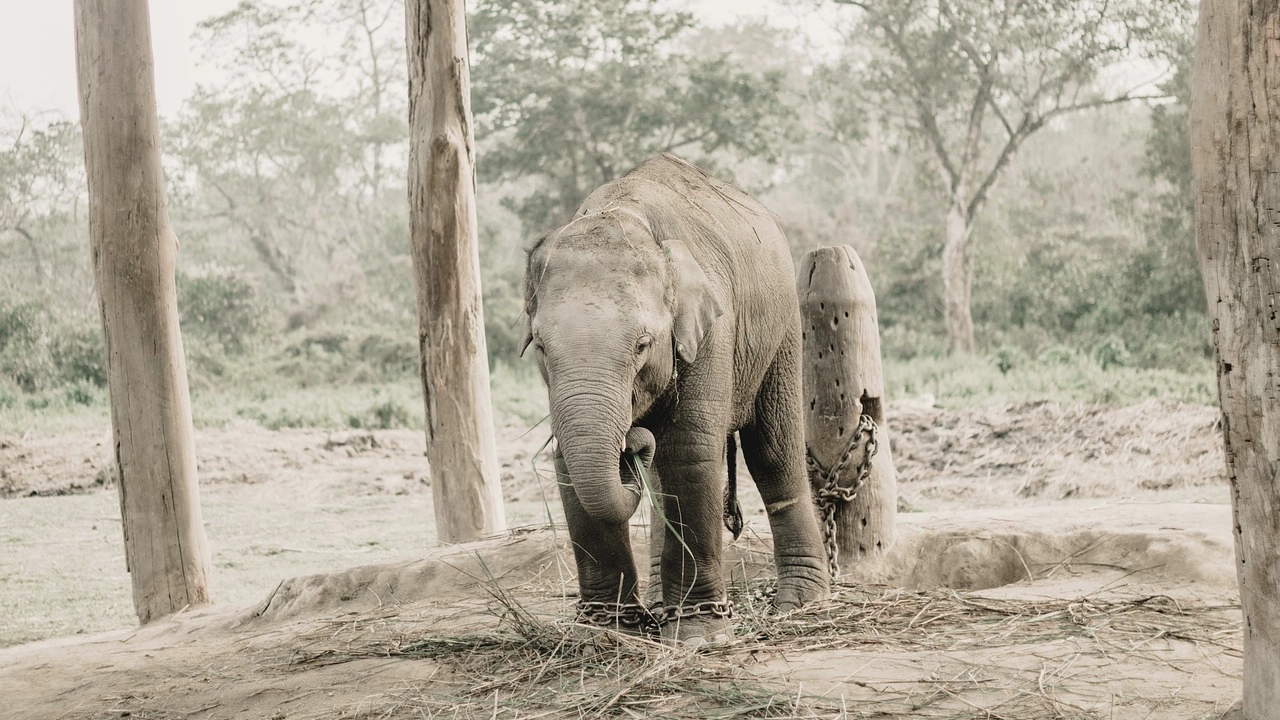 Съдбата на два оковани във вериги слона в зоопарка в
