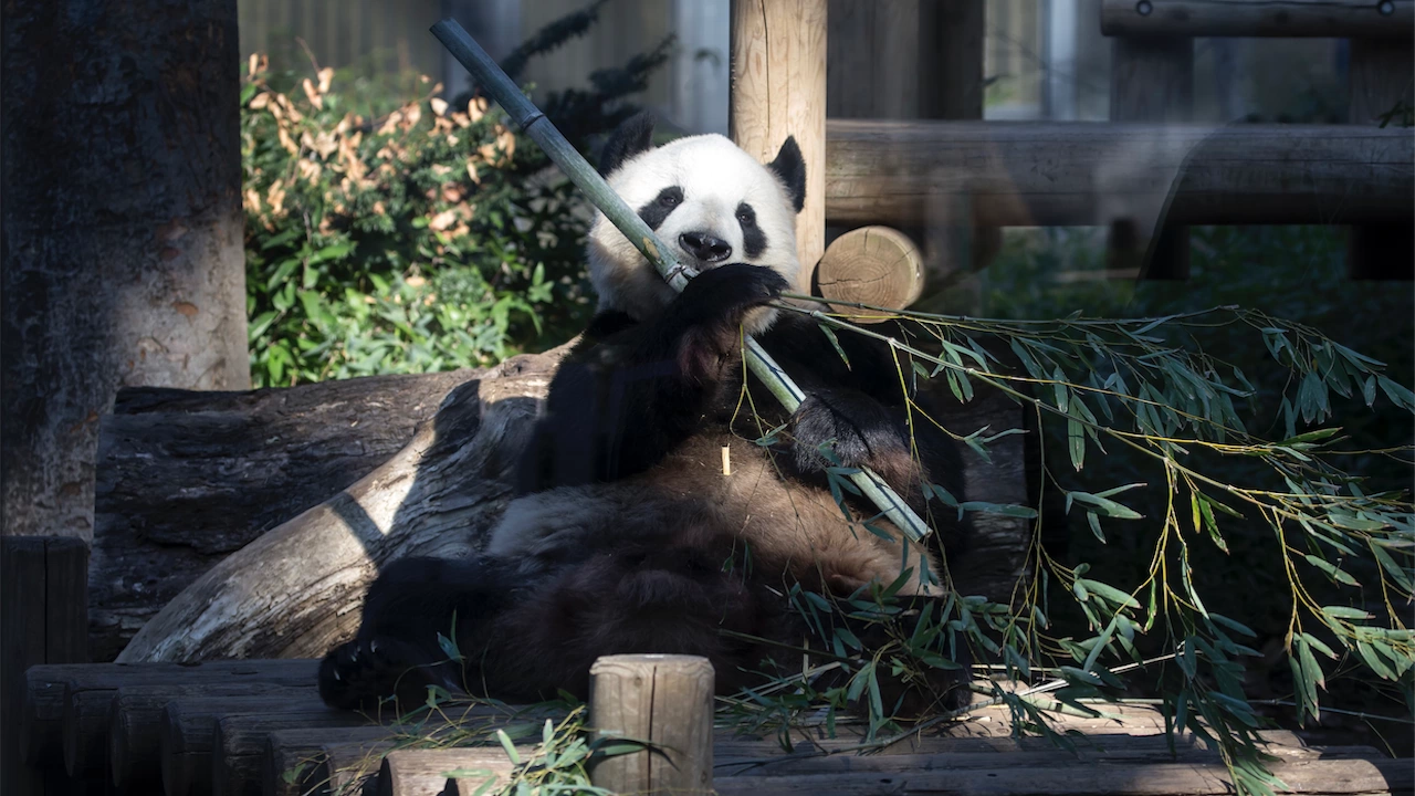 Близо 200 любители на симпатичните създания от вида Голяма панда