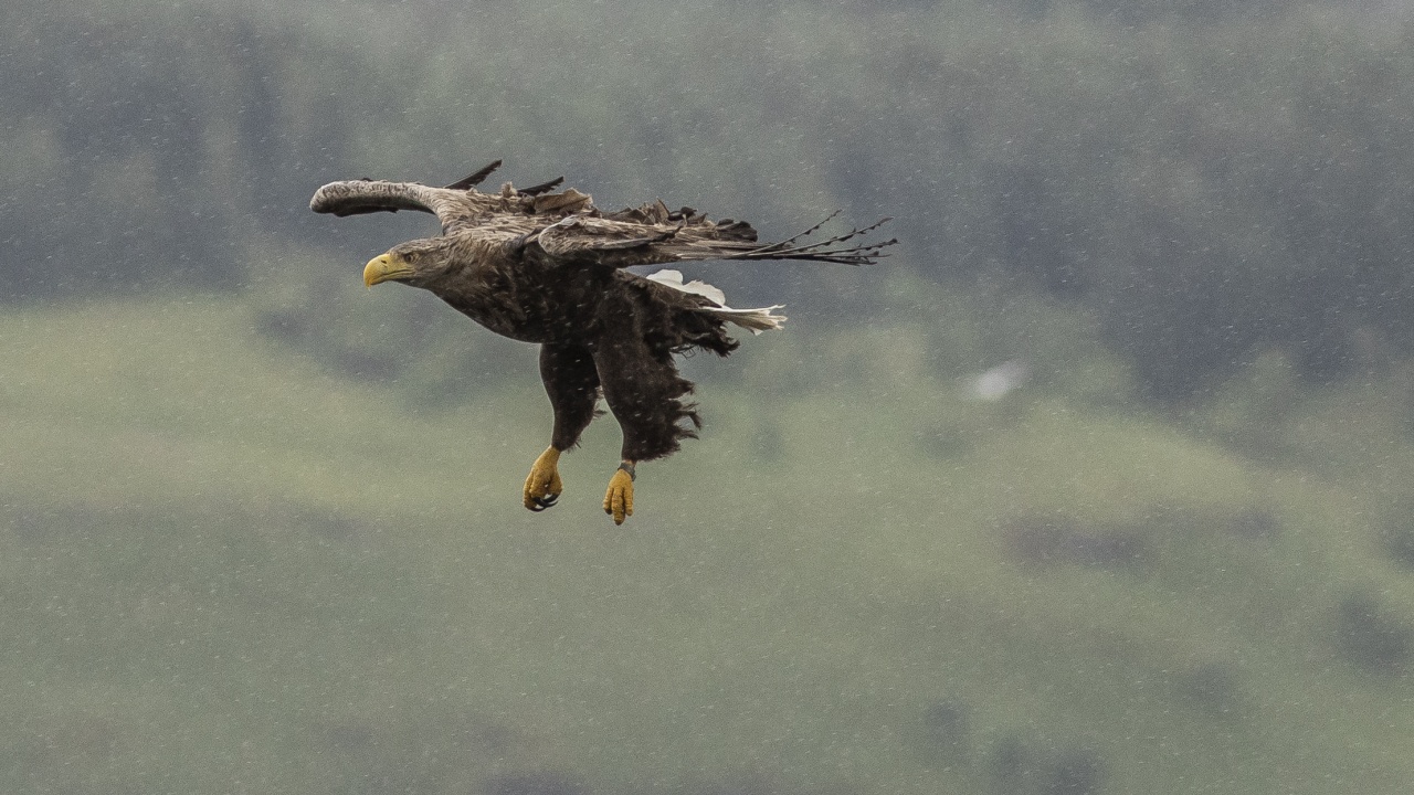 Еколози откриха доказателства за размножаването на орел рибар на остров Ирландия за първи път от над 200 години