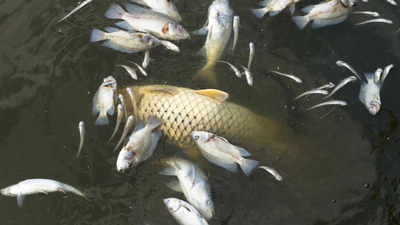 Хиляди умрели риби изплуваха в река Черна в Смолян Рибар е подал