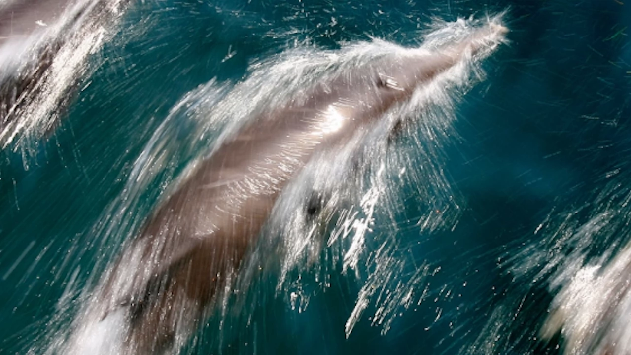 Тялото на още един мъртъв делфин е открито на плаж