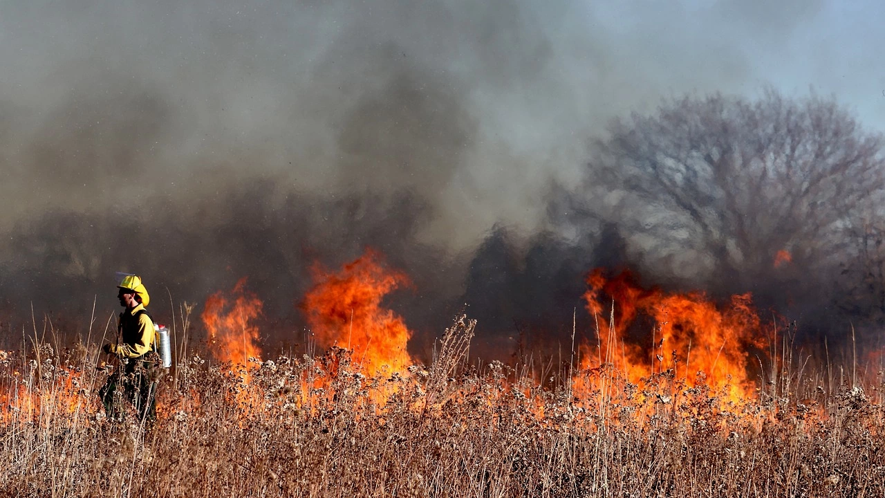 Пожар в стърнище запали широколистна гора и унищожи 58 дка