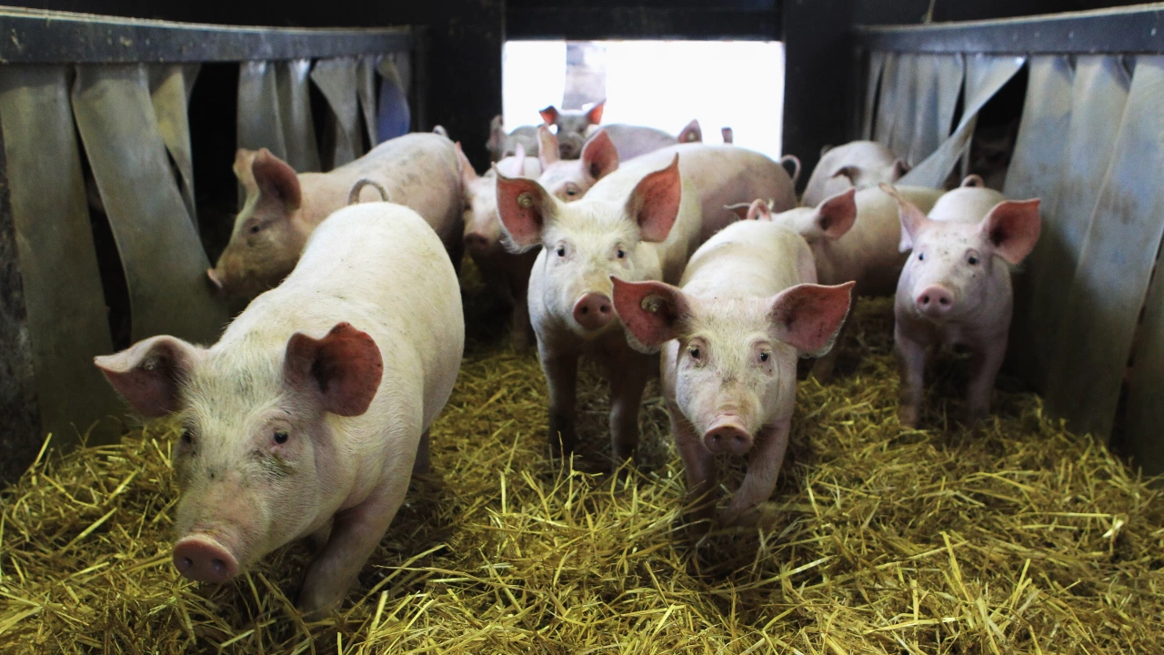 Досега в Сърбия са били евтаназирани 31 400 свине заради