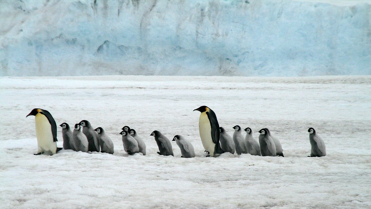 Малките на императорския пингвин са първите жертви на топенето на