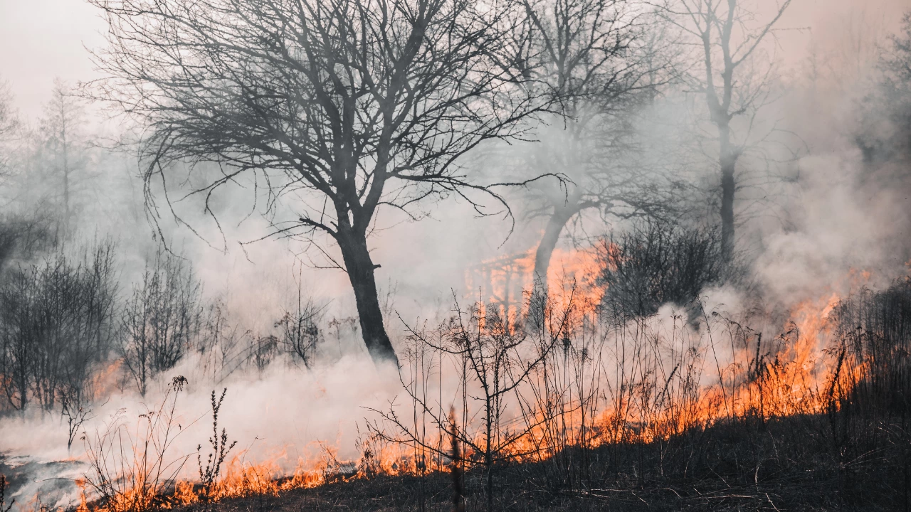Огънят в гръцката префектура Еврос е най големият горски пожар през