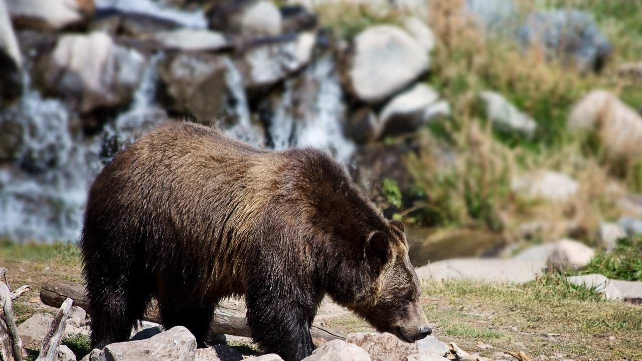 Жителите на габровски села притеснени заради мечки