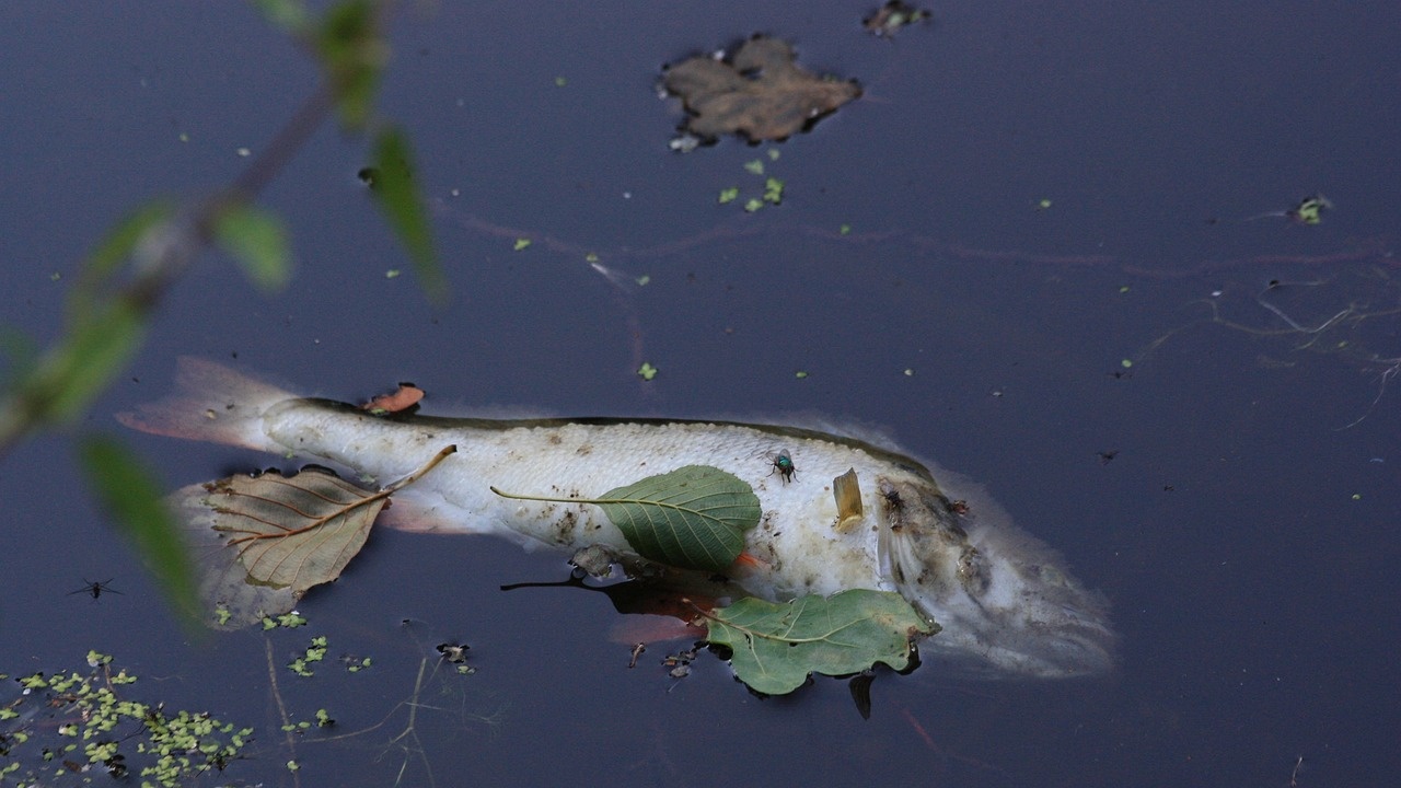 Огромно количество умряла риба беше открито във водите на Одер между Чехия и Полша
