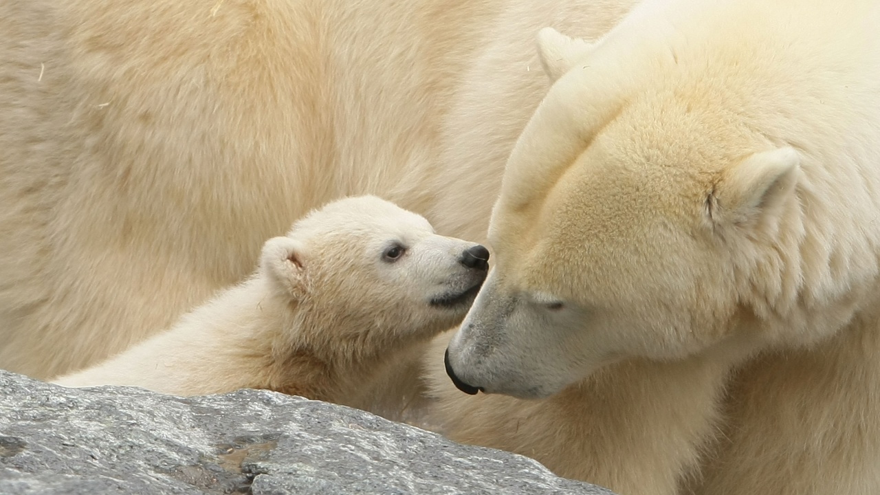 Има връзката между парниковите емисии и намаляването на популациите на белите мечки