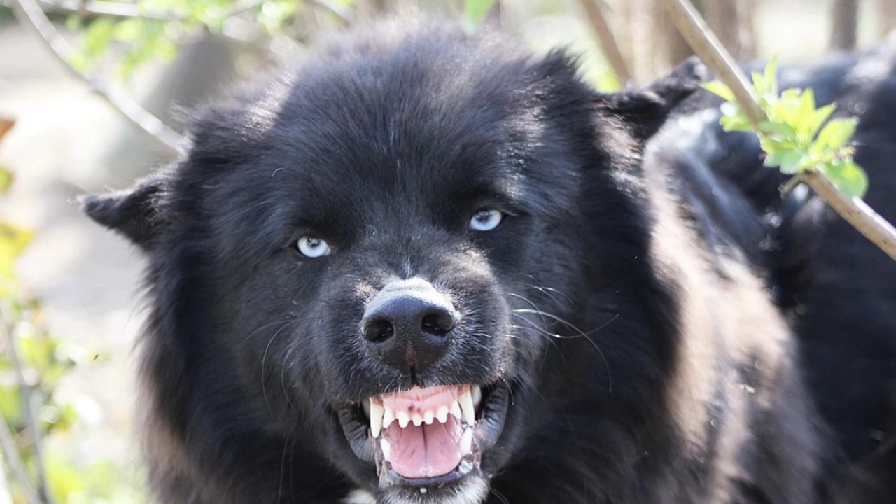 Агресивни кучета тормозят живеещите в квартал Възраждане във Варна Основното притеснение