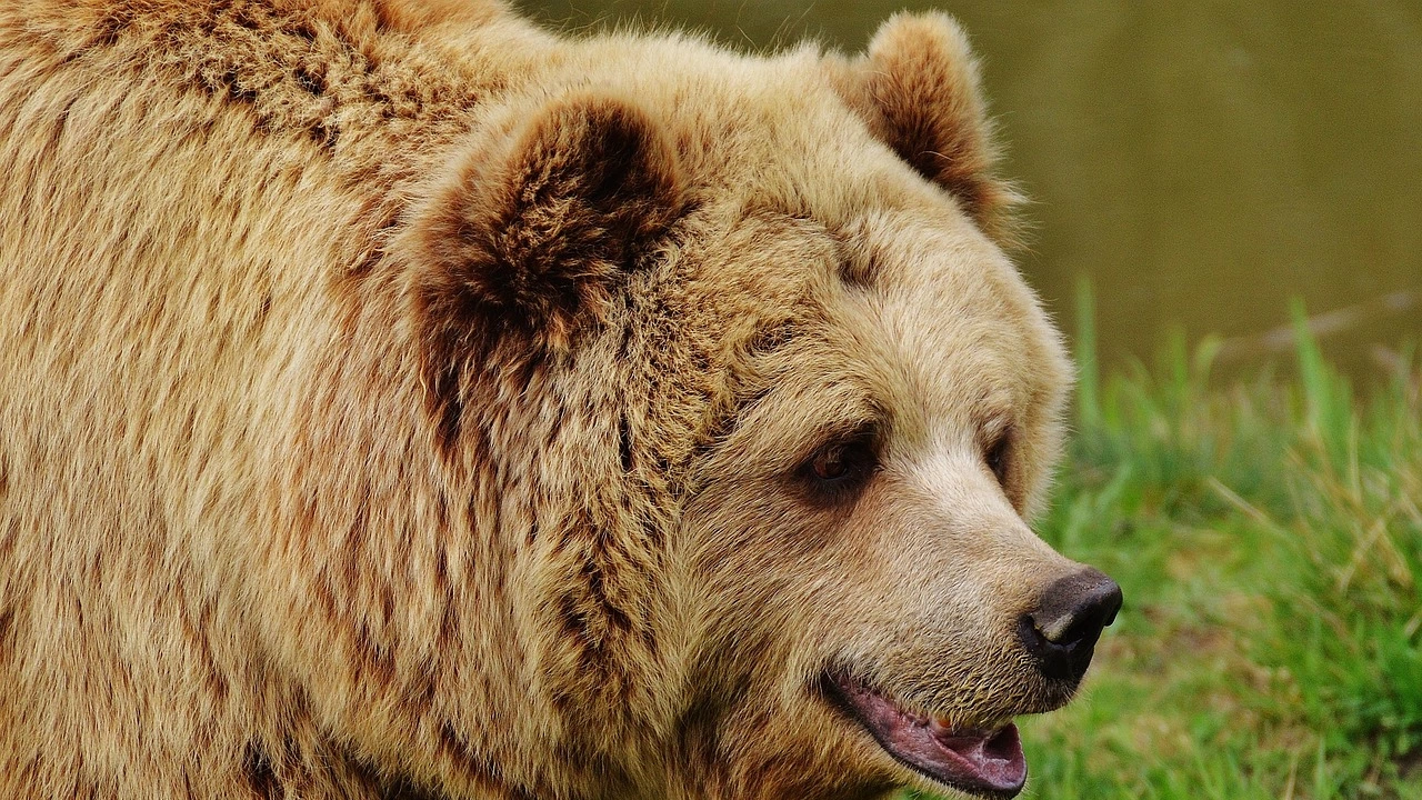 Зачестяват сигналите за щети нанесени от кафява мечка върху личните