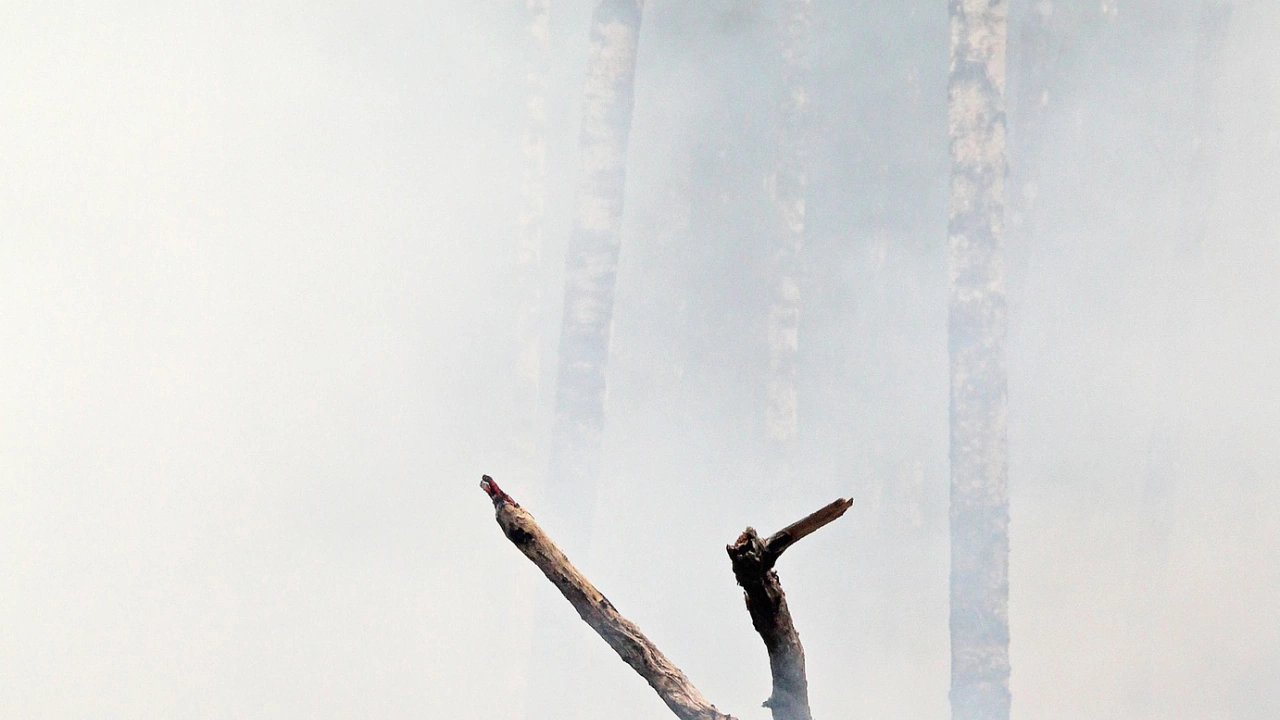 Община Асеновград информира че вследствие на пожара пламнал в района