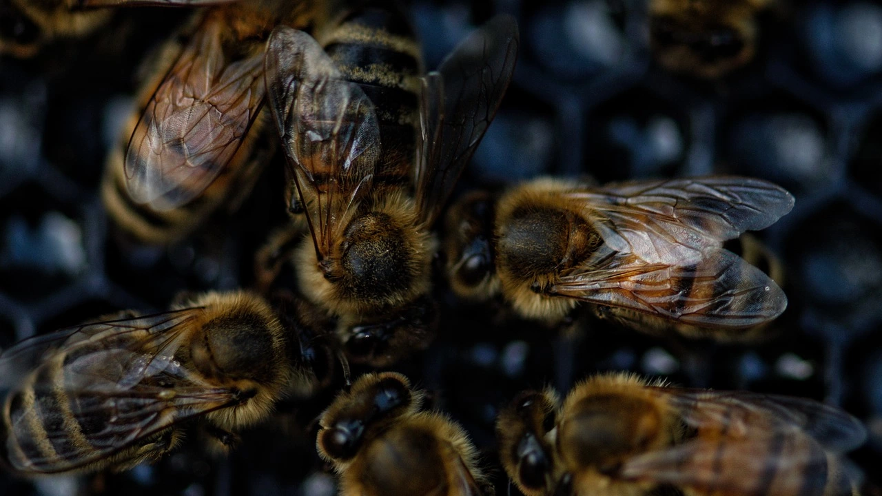 Специалисти откриха мумифицирани пчели на почти 3000 години на Югозападния