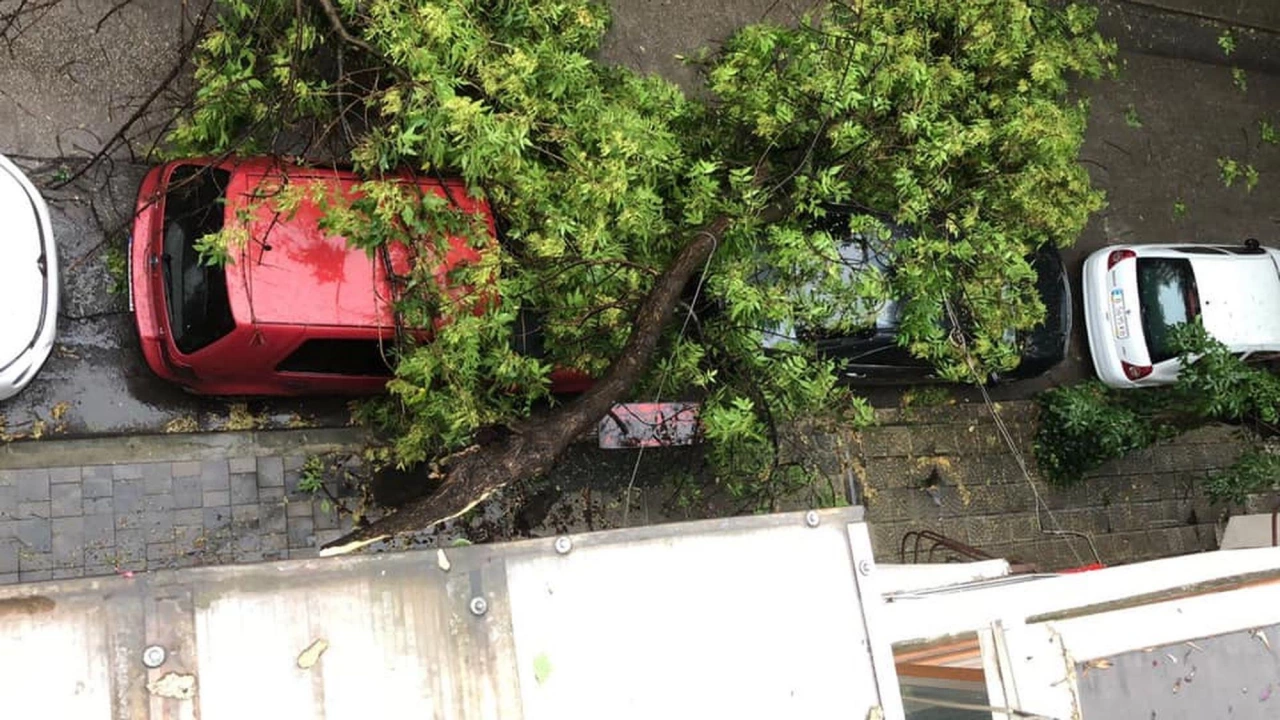 Два автомобила са пострадали от паднало дърво в пловдивския жилищен район Тракия