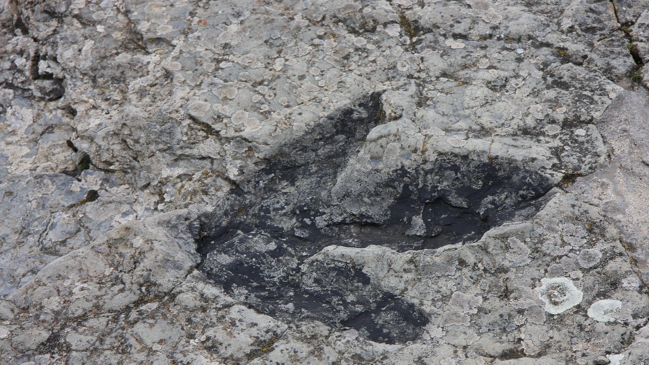 В Северен Тексас откриха следи от динозавър.
До откритието се стигна