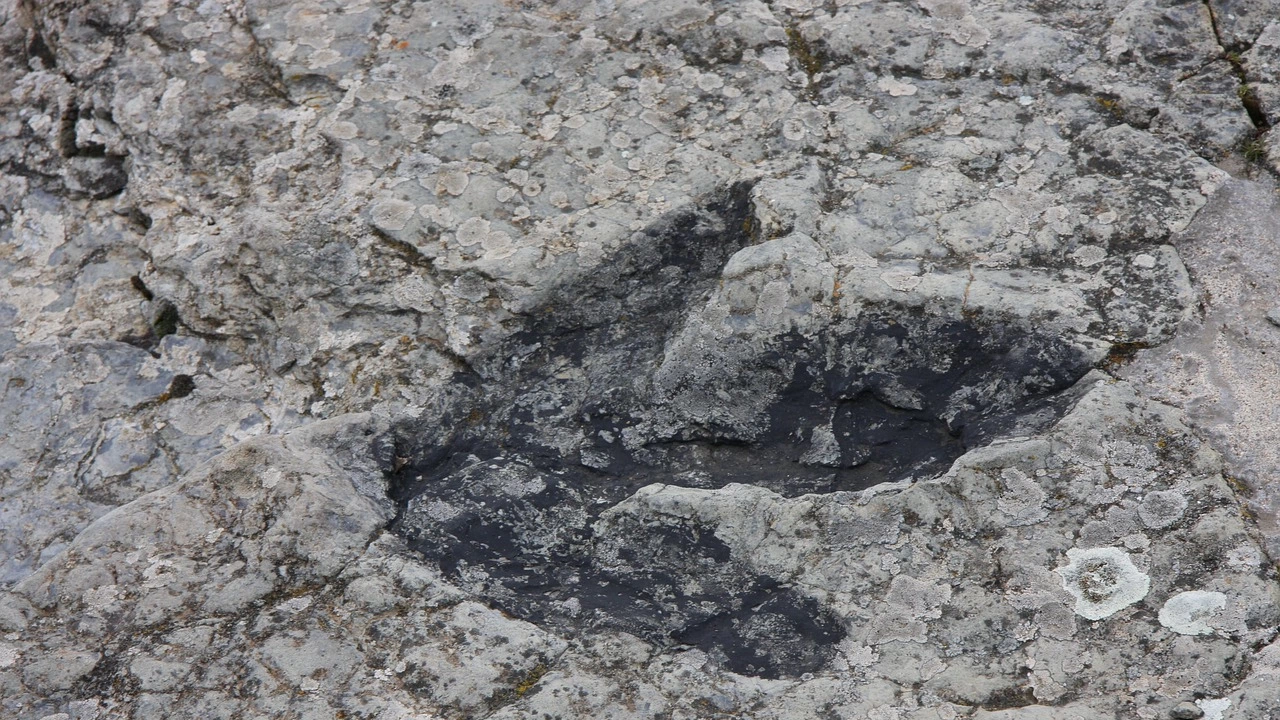 В Северен Тексас откриха следи от динозавър До откритието се стигна