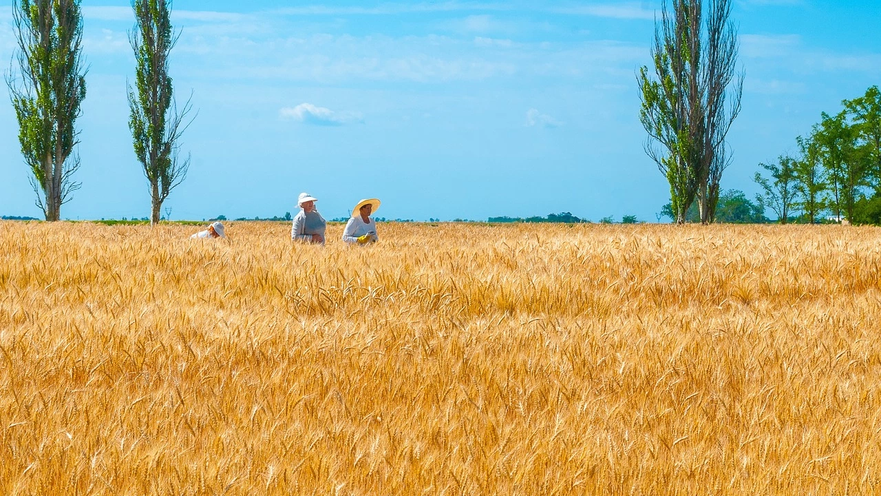 Австралия вероятно ще намали прогнозата си за производство на пшеница