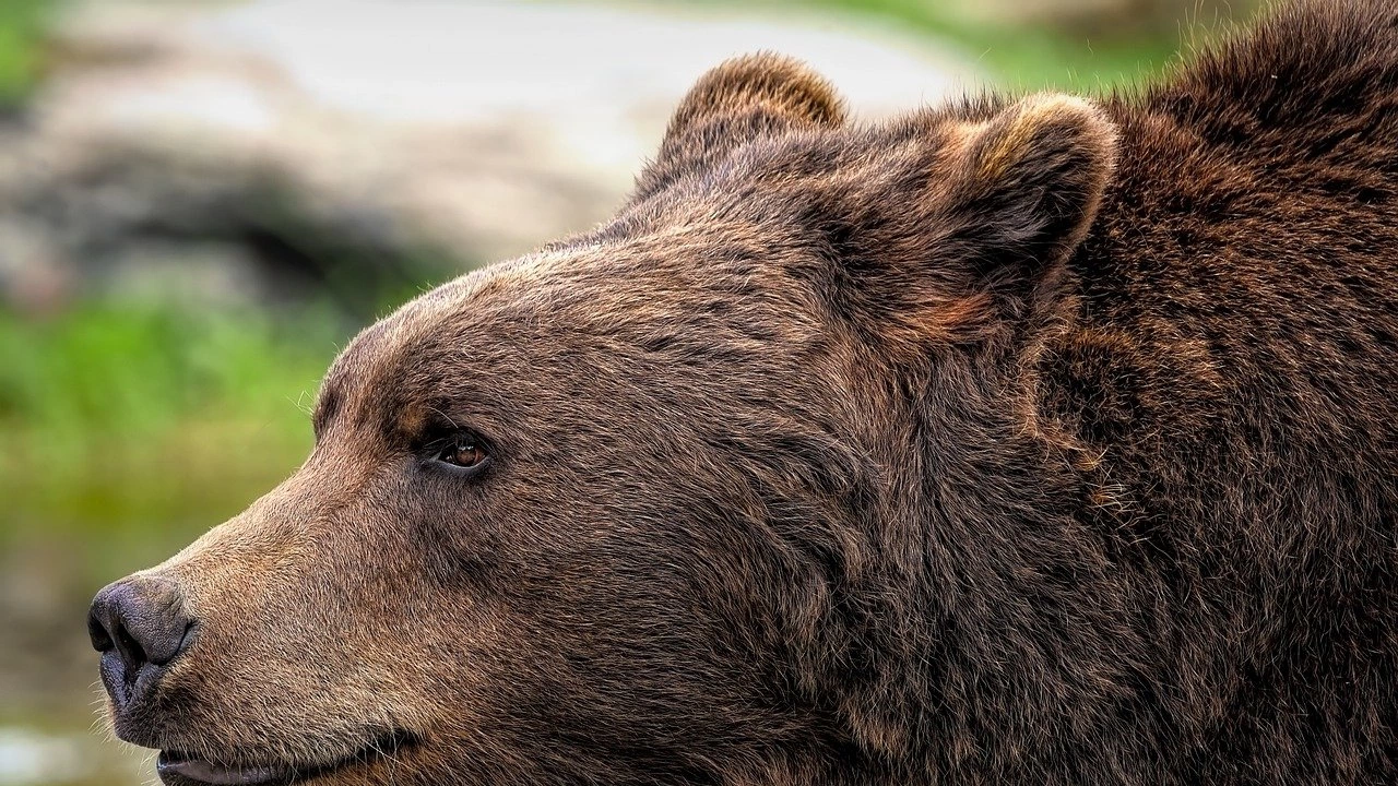Три мечки тормозят Габрово и околните градове оплакаха се местни