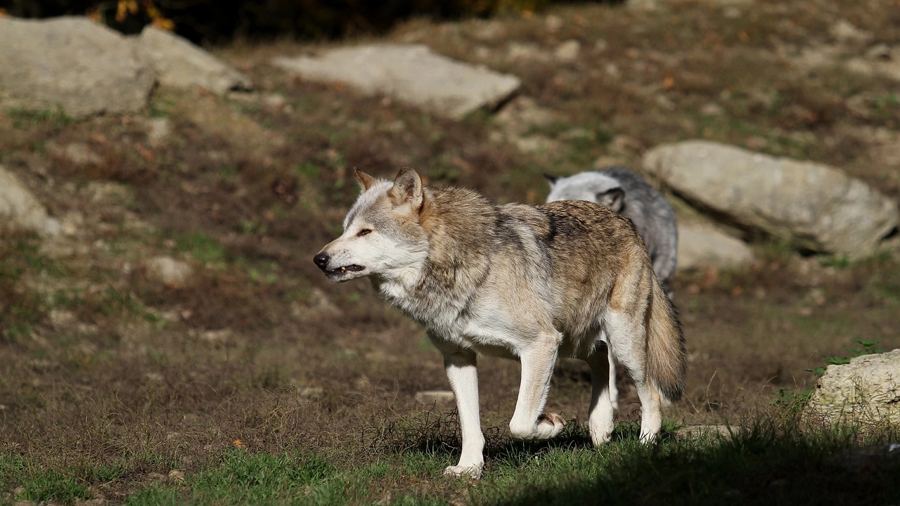 Европейската комисия възнамерява да преразгледа защитения статут на вълците в