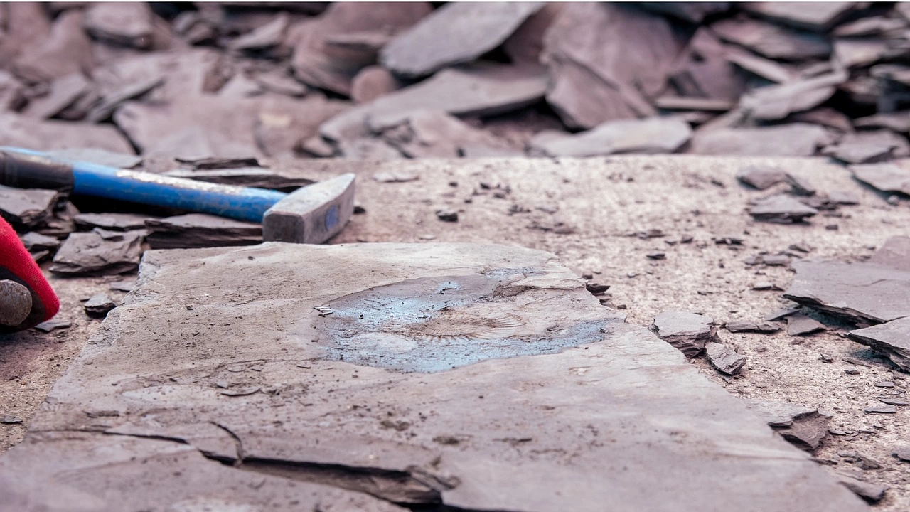 Китайски учени откриха в провинция Фуцзян вкаменелост на динозавър от