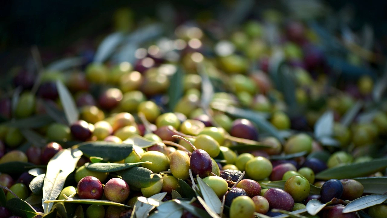 Европейският съюз даде на специалните турски маслини Milas Yagli Zeytini статут