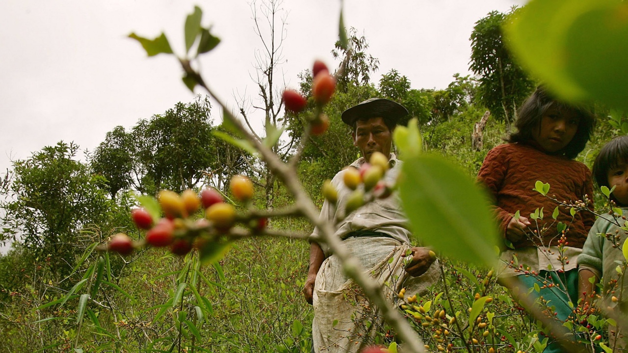 Колумбия: Мерките на правителството по намаляване площите, засети с кока, работят