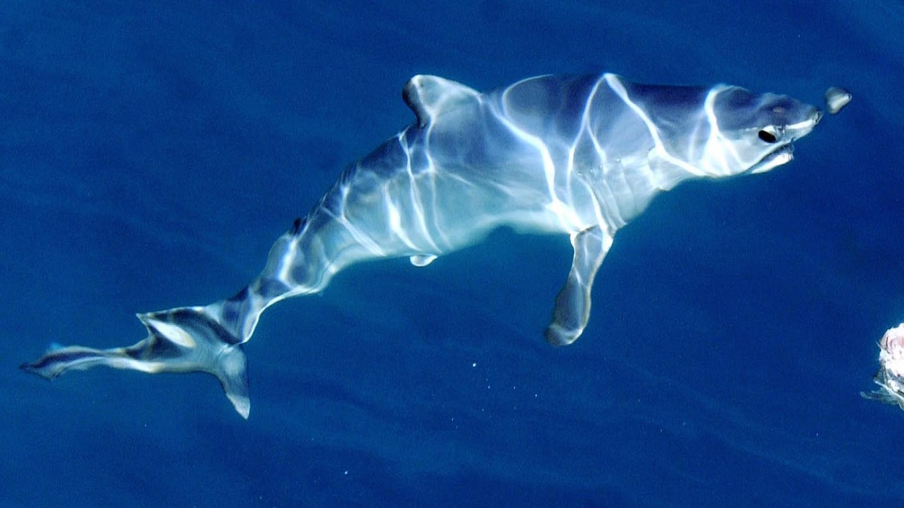 Еколози в залива на Сан Франциско се грижат за опазване на седемхрилните акули
