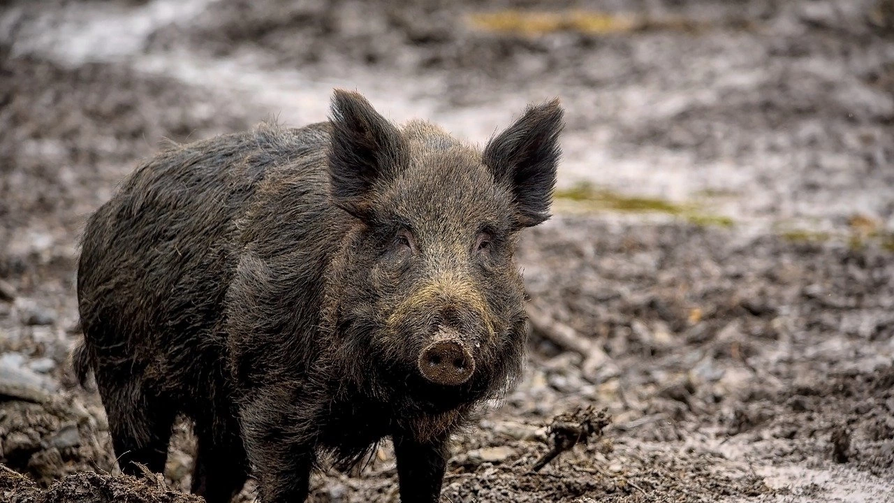 Африканска чума по свинете е била открита при седем диви