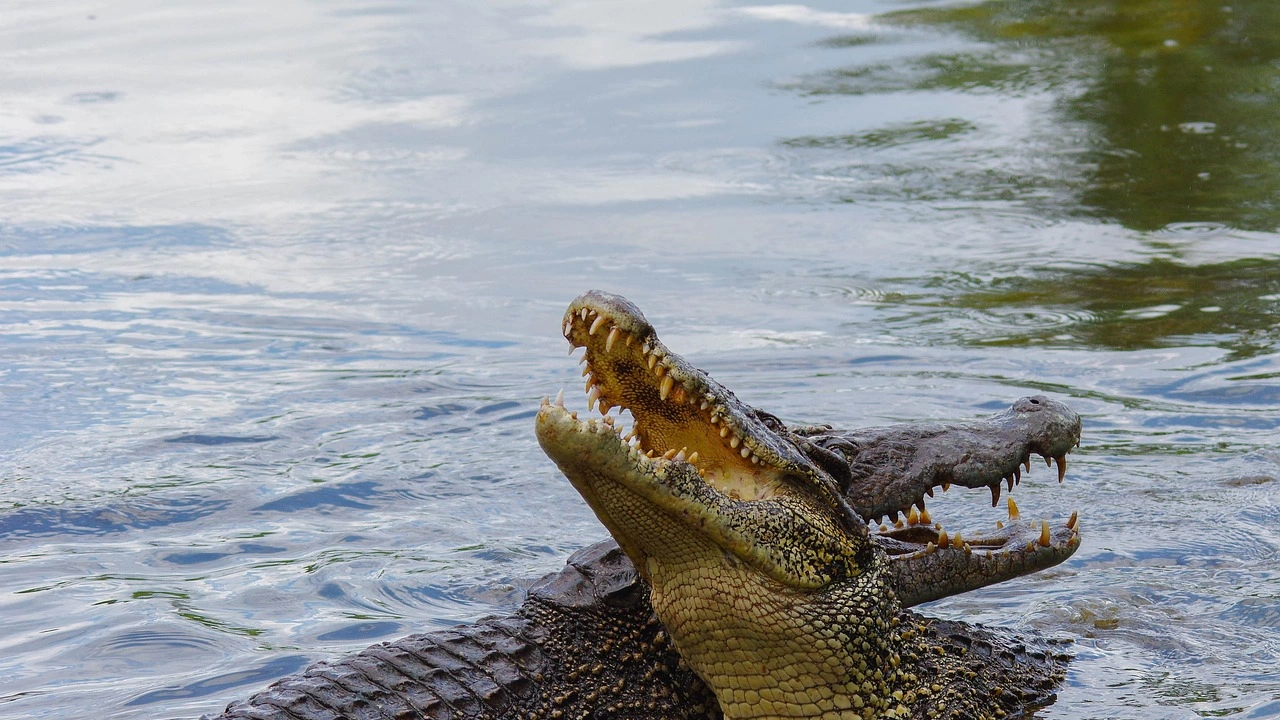 Над 70 крокодила са избягали от ферма в китайския район