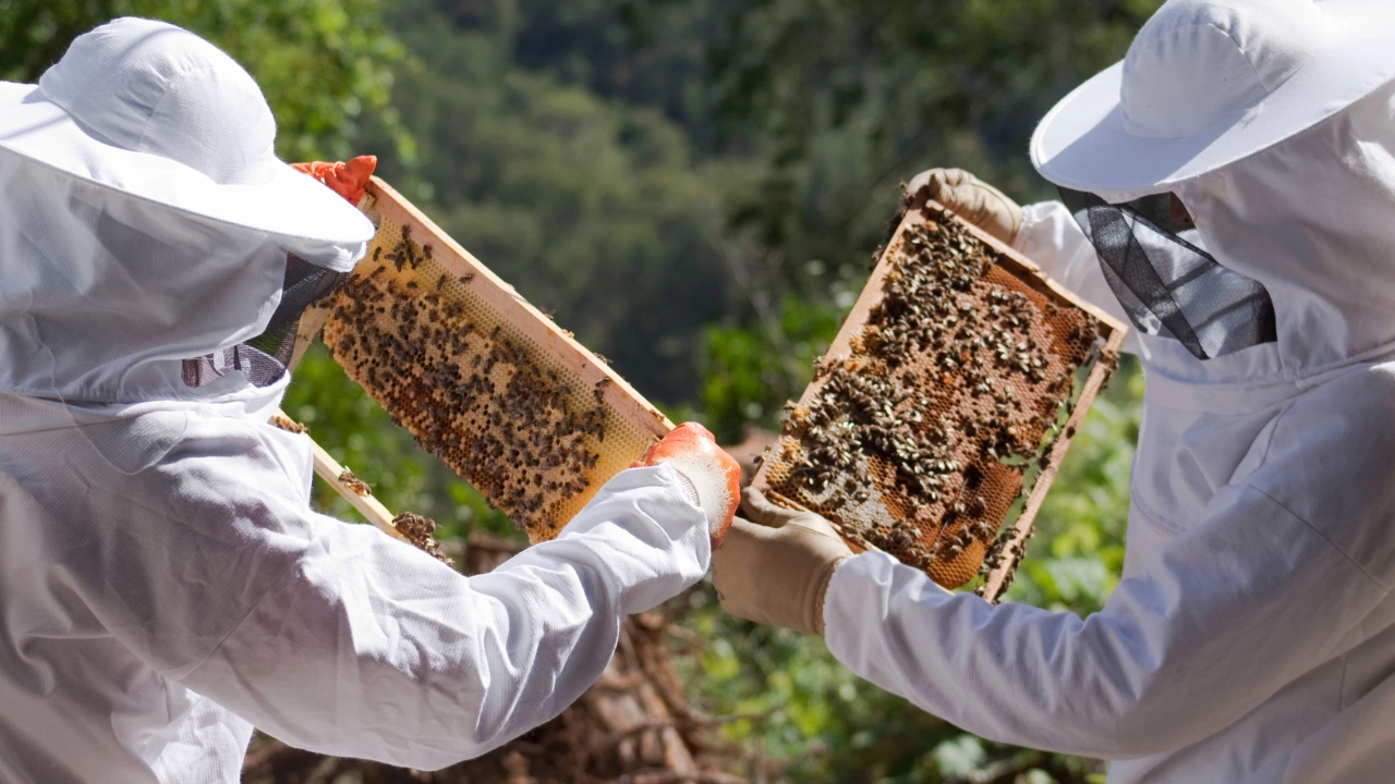 Пчеларите у нас готвят национален протест Причината според тях е неадекватно
