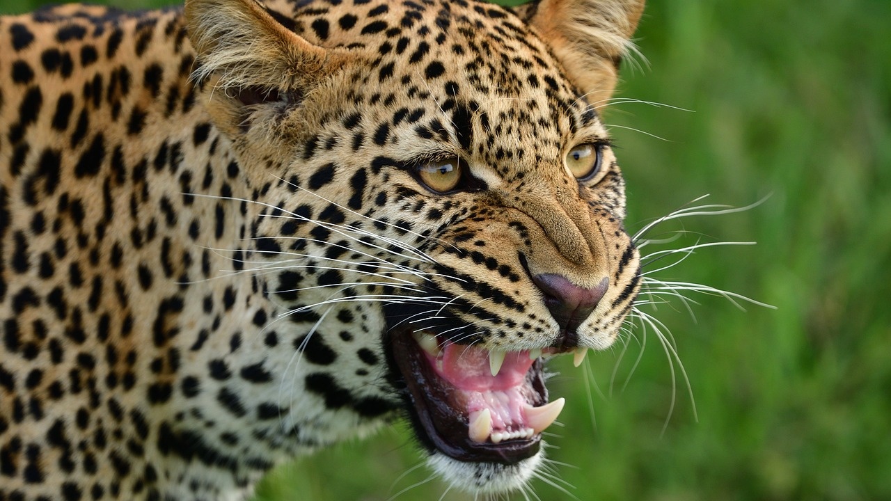 Какво е състоянието на ухапаното от леопард момиче?