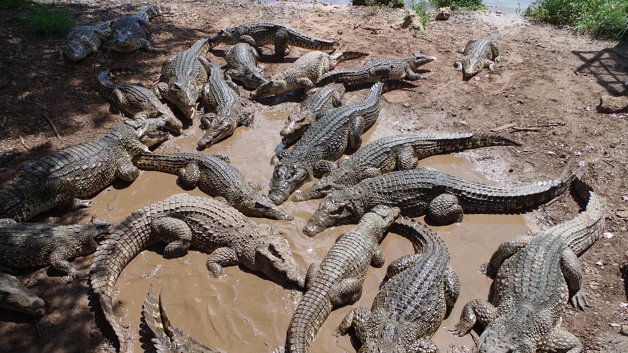 Заловиха избягалите при наводненията в Китай крокодили