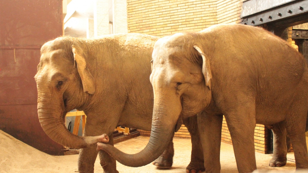 Две нови слончета стават част от Софийския зоопарк