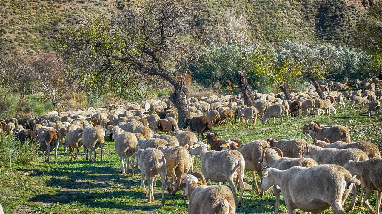 Стадо овце изяде  100 кг канабис за медицински цели